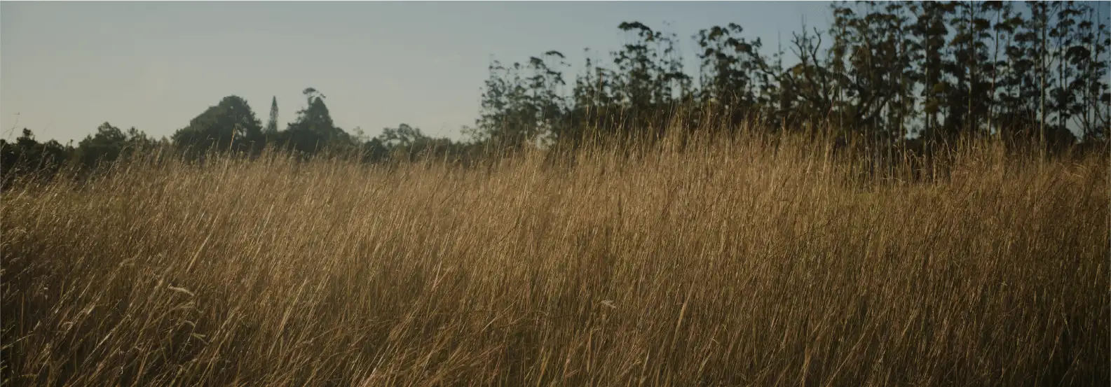 Búfalo Country Club